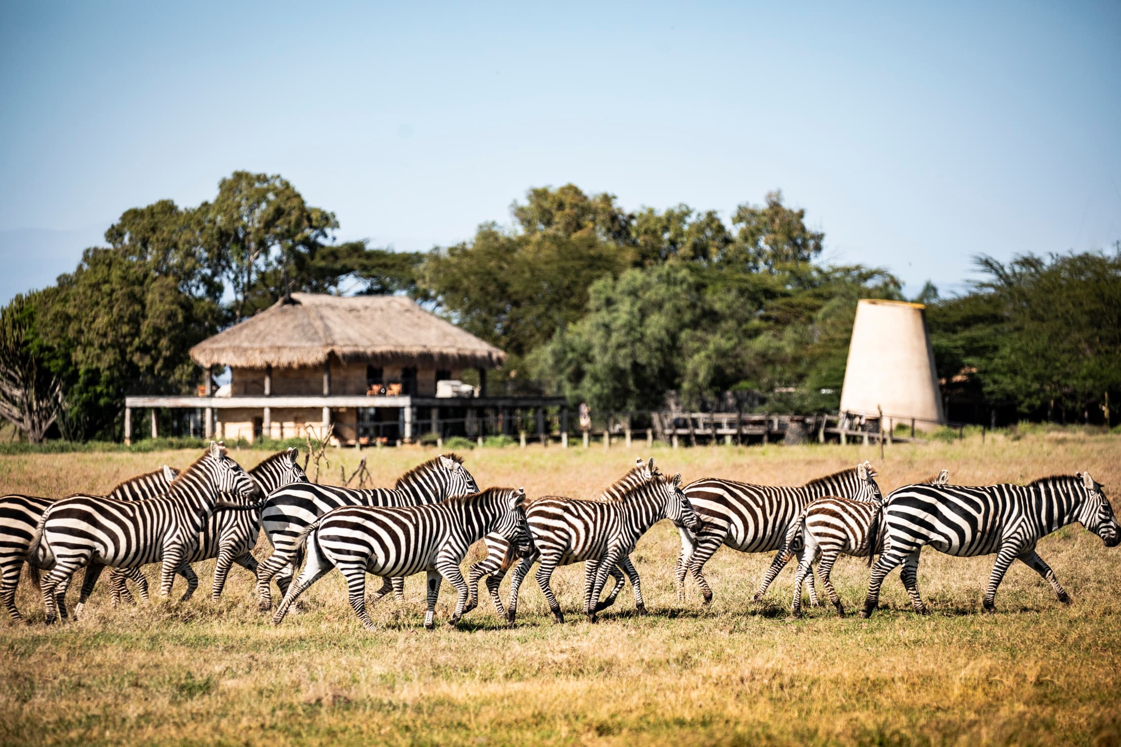 The Segera Stillness Safari: A Mindful Safari Experience in Kenya