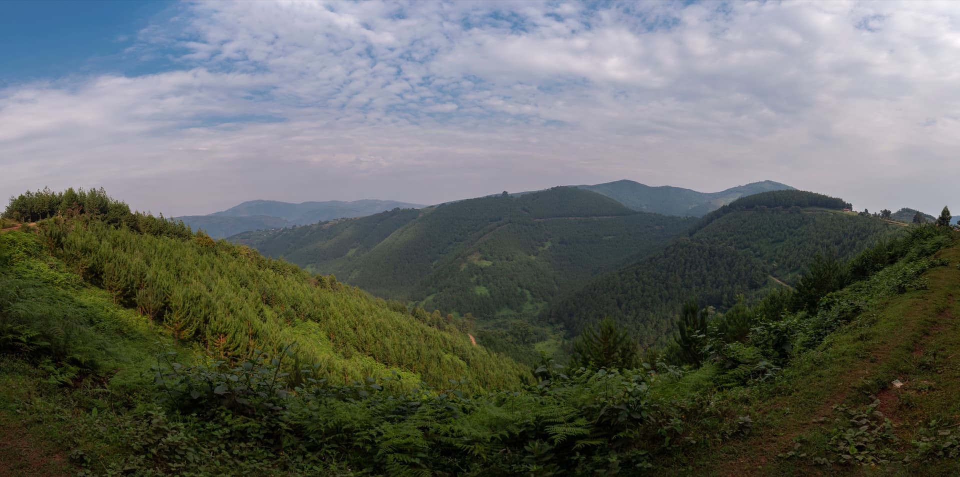 Bwindi Impenetrable Forest