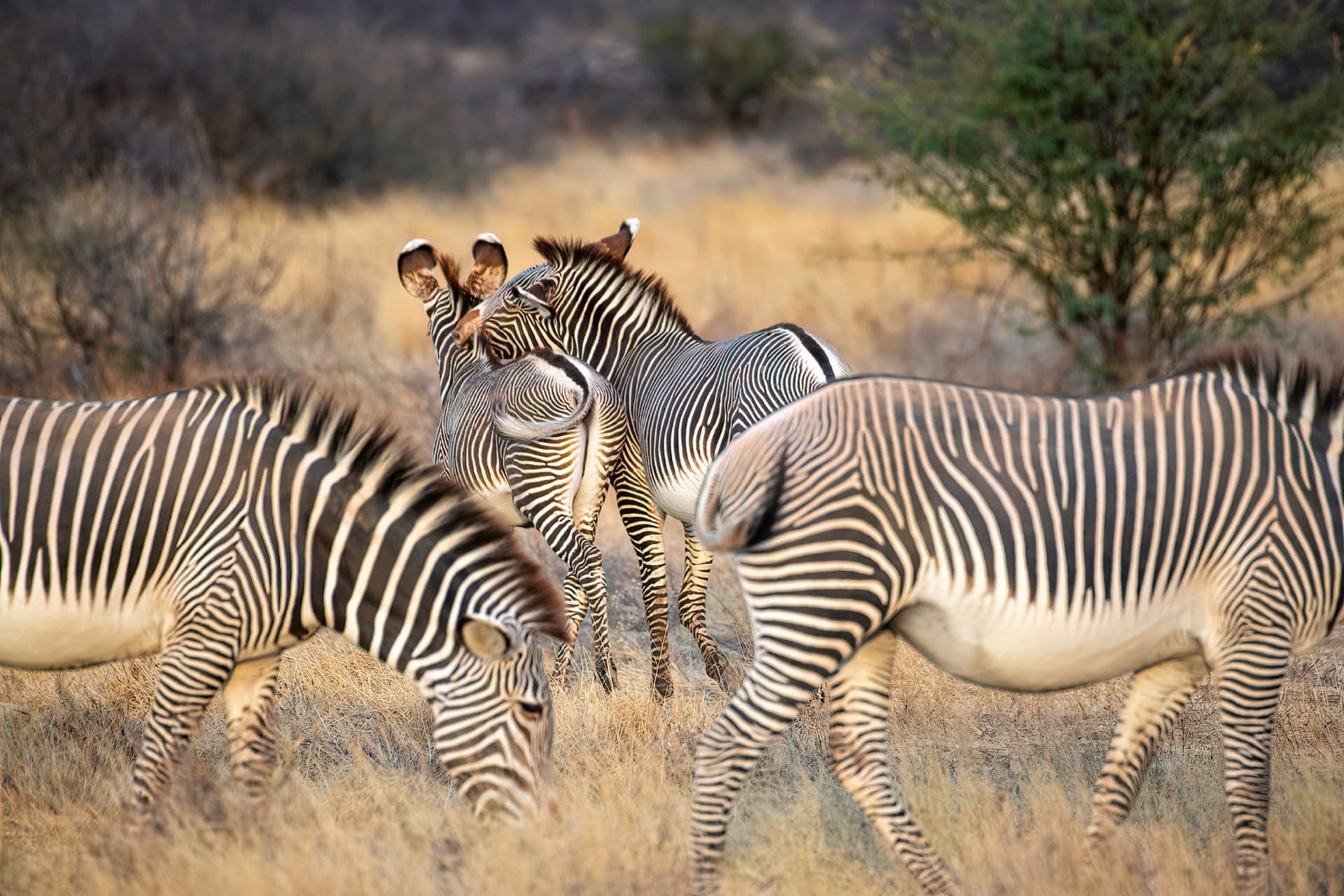 1. Nairobi National Park: Wildlife on the City's Doorstep