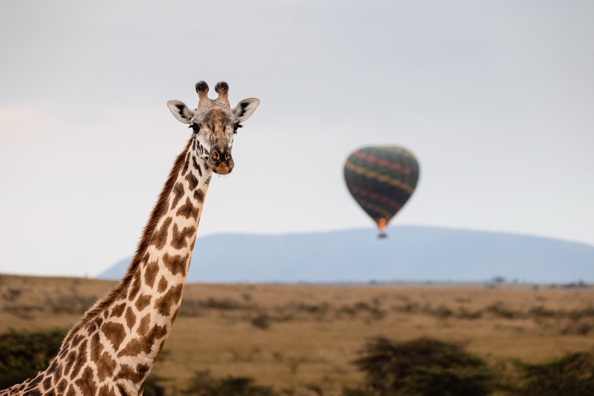 The Classic Kenya Safari gallery image 6