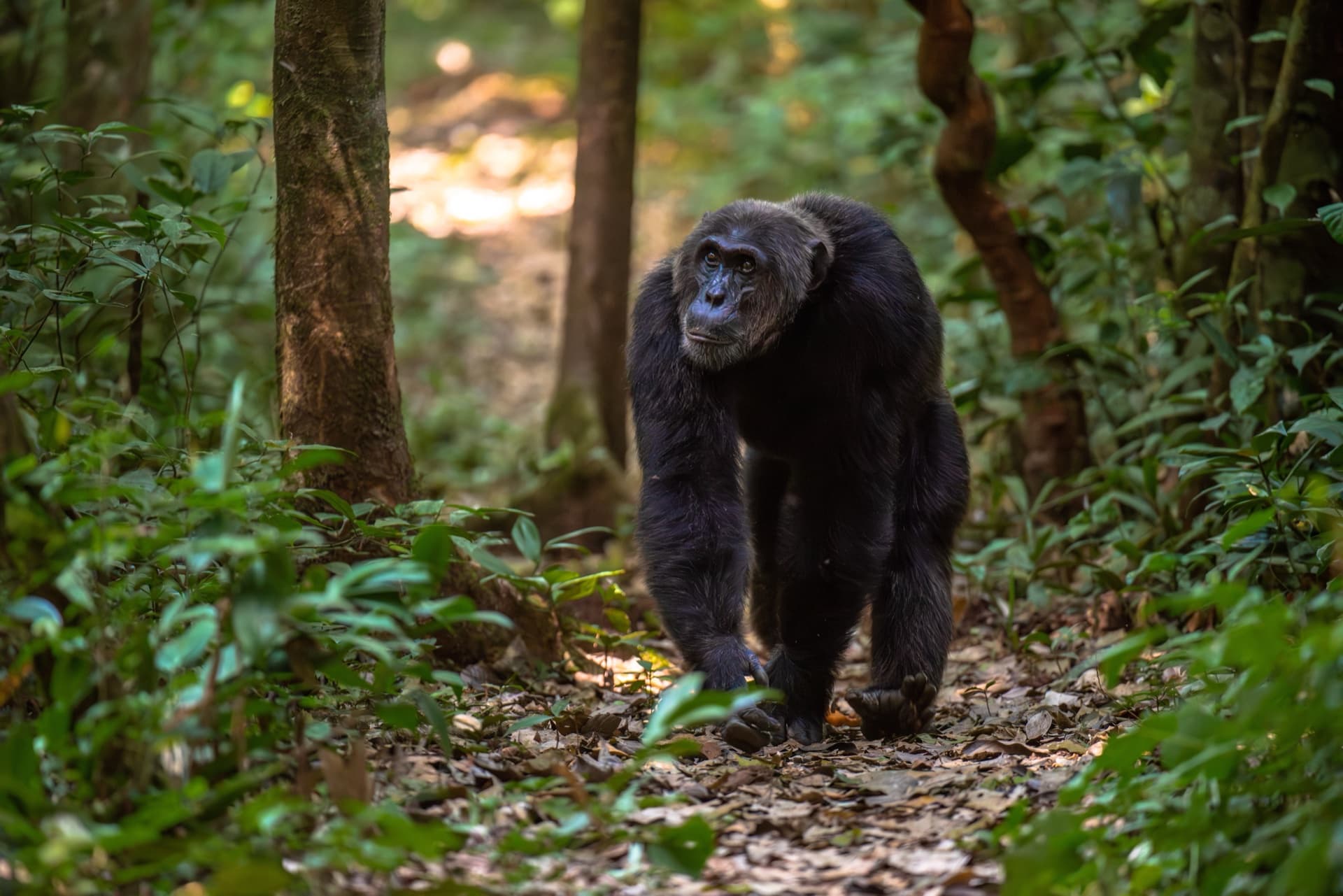 Kibale Forest