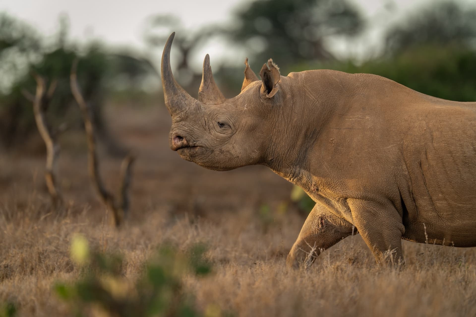 Laikipia