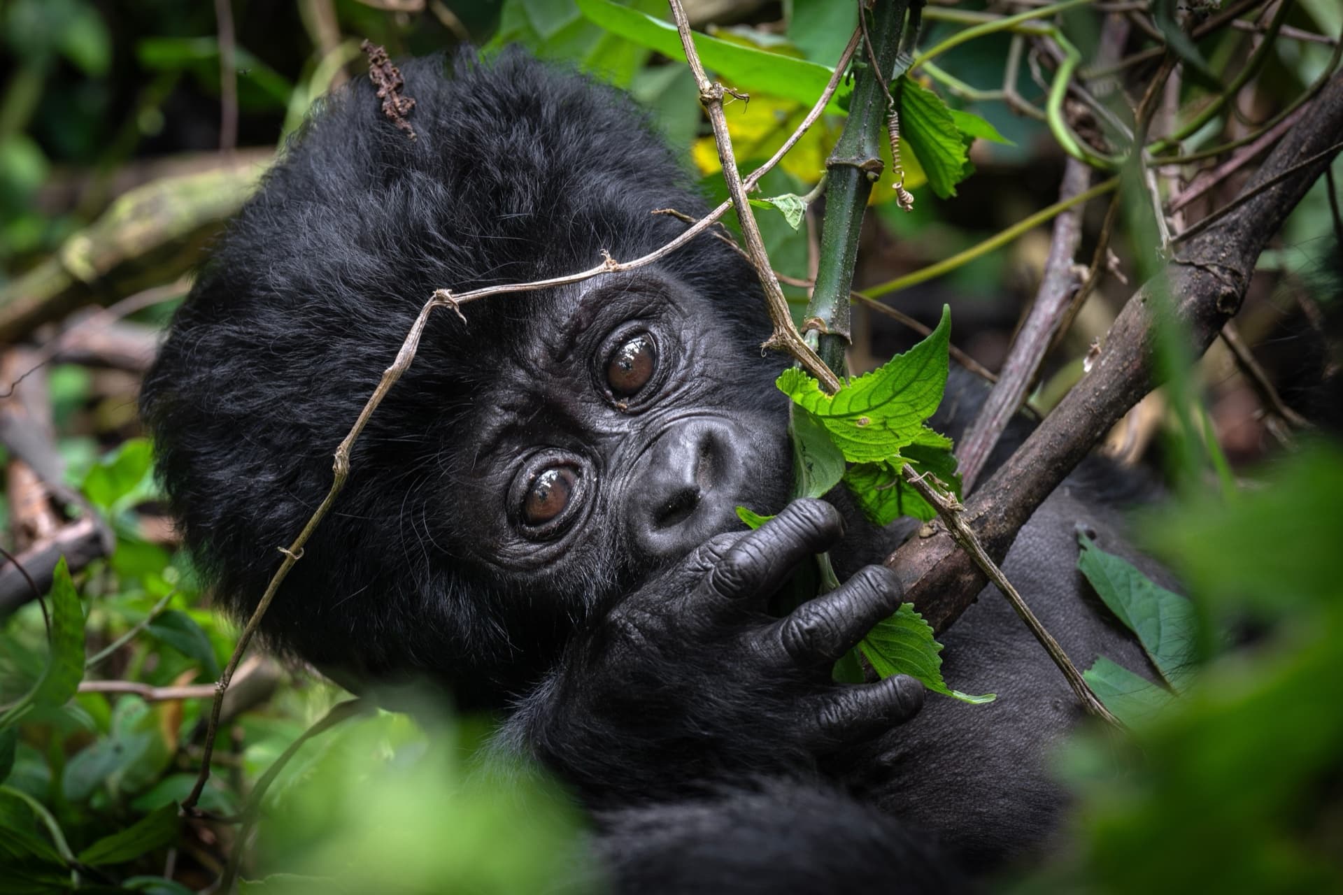 Uganda or Rwanda: Which Gorilla Trekking Destination Is Right for You?