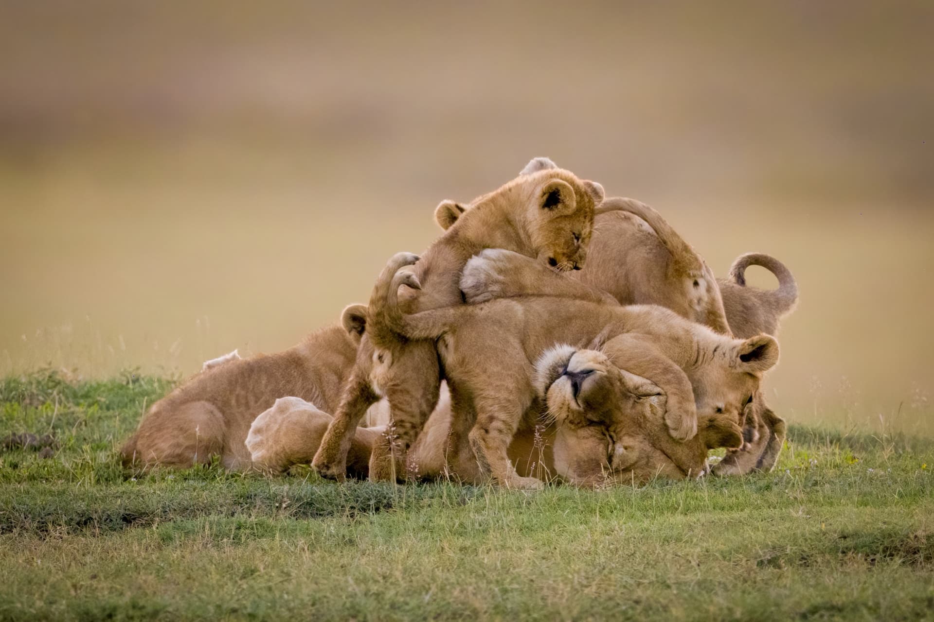 Serengeti