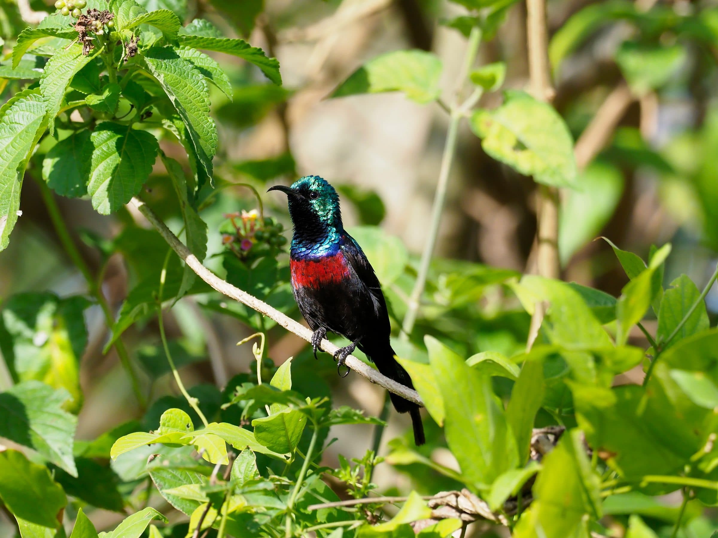 Excellent Birding