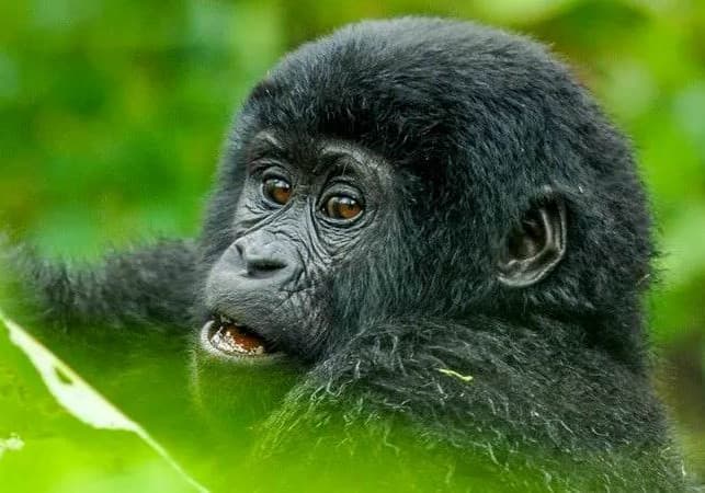 Primate Diversity