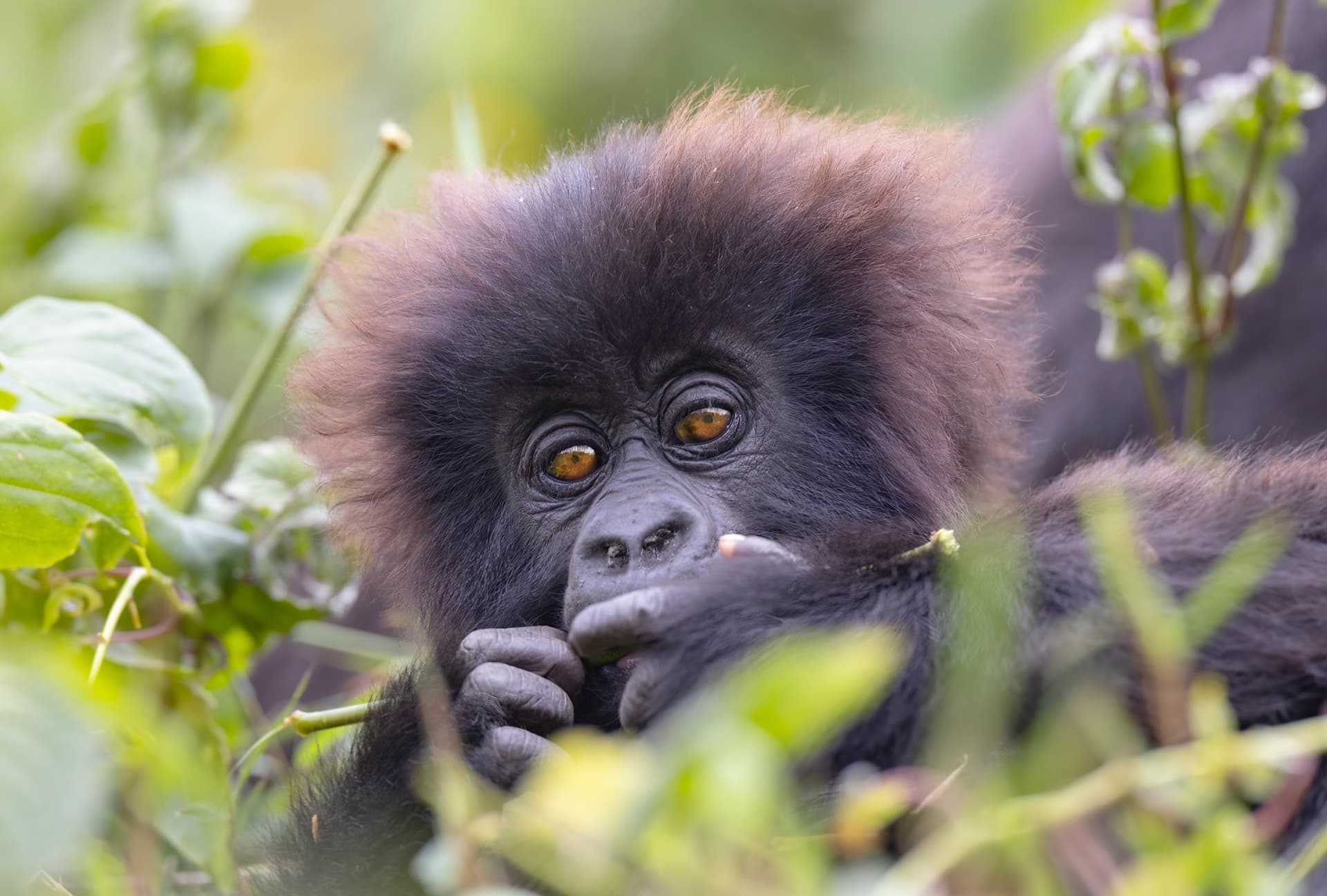 Rwanda Primates & Cultural Discovery