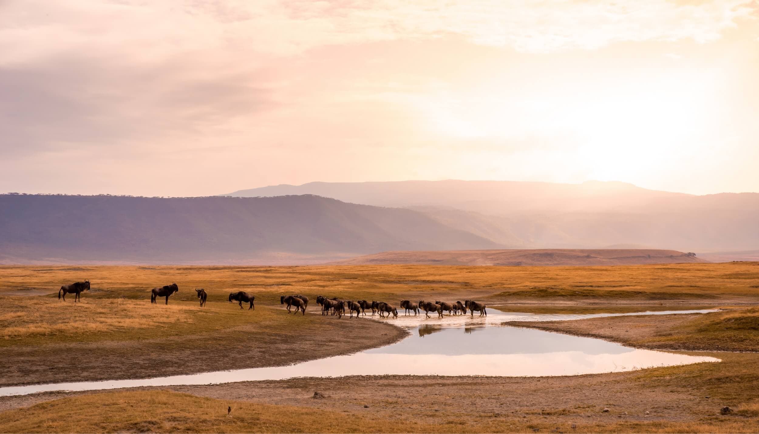 Safari destination: Tanzania