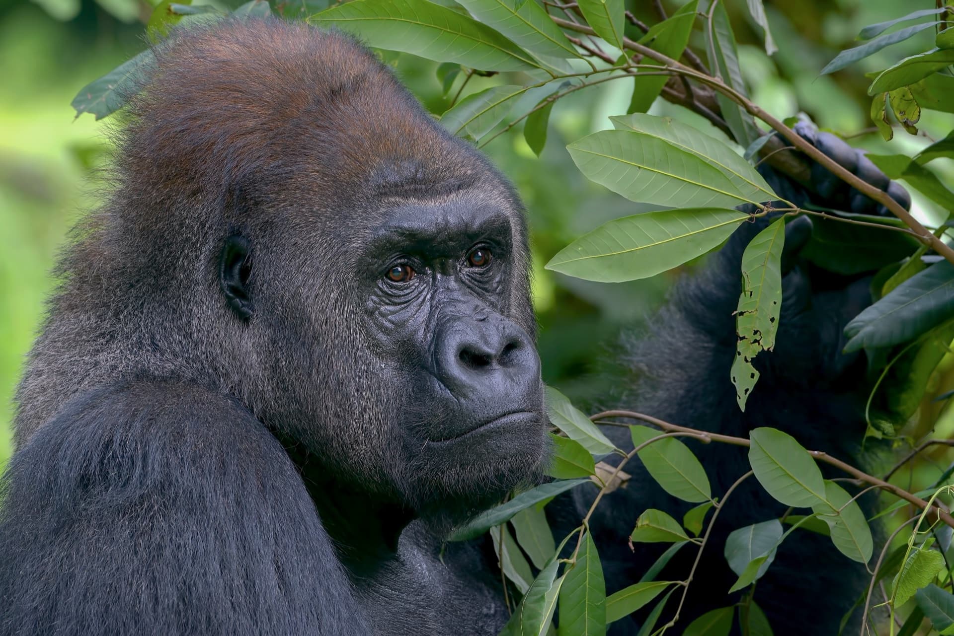 Safari destination: Uganda