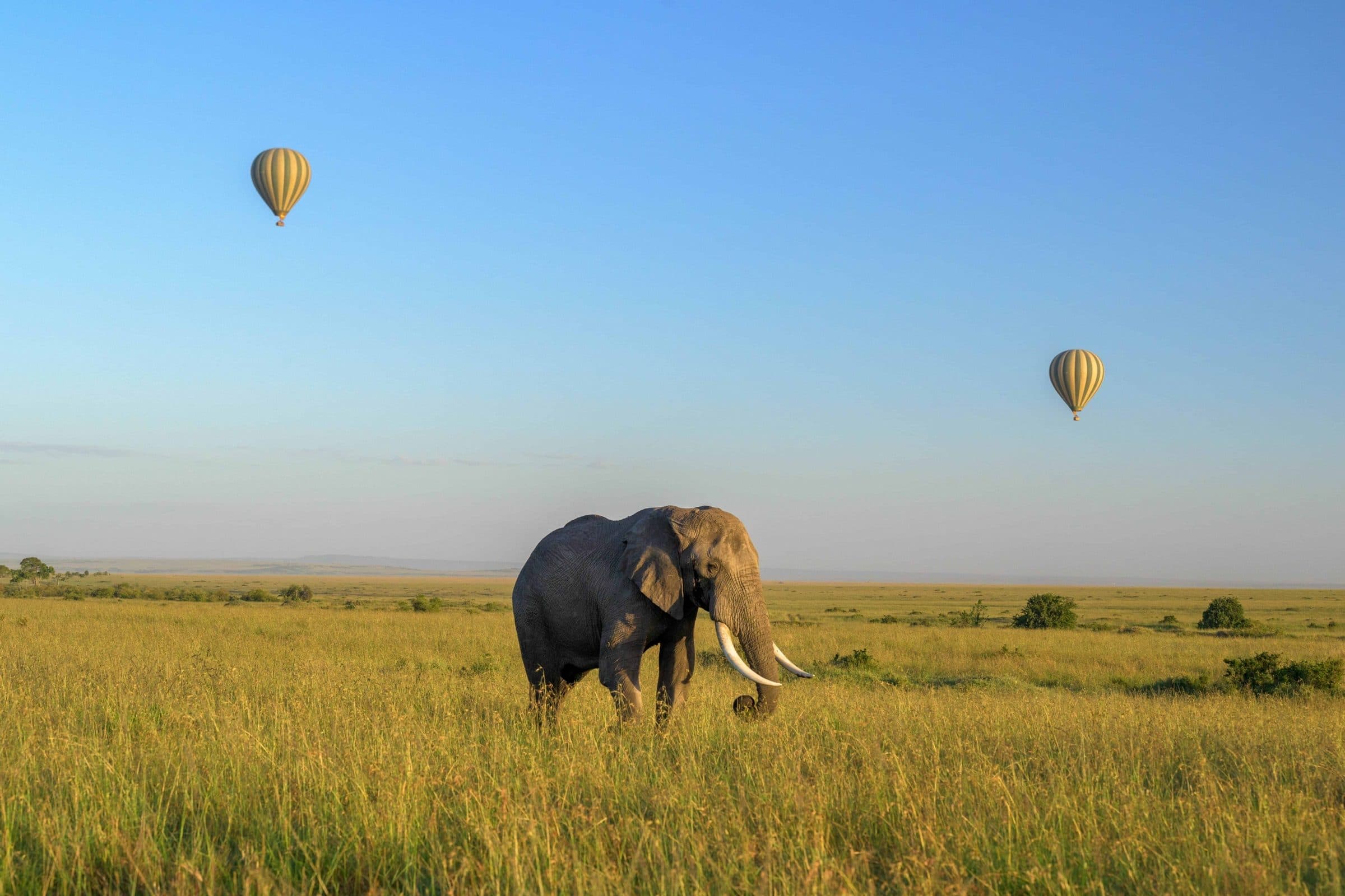 Hot air balloon safari