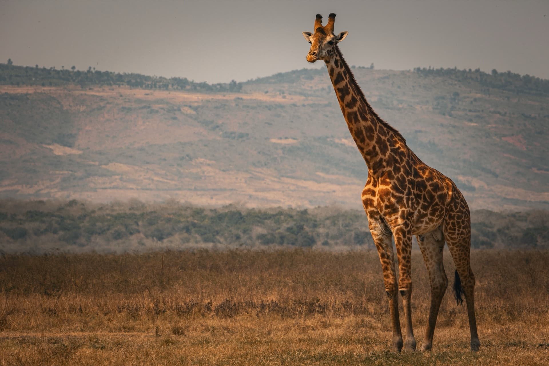 Akagera National Park