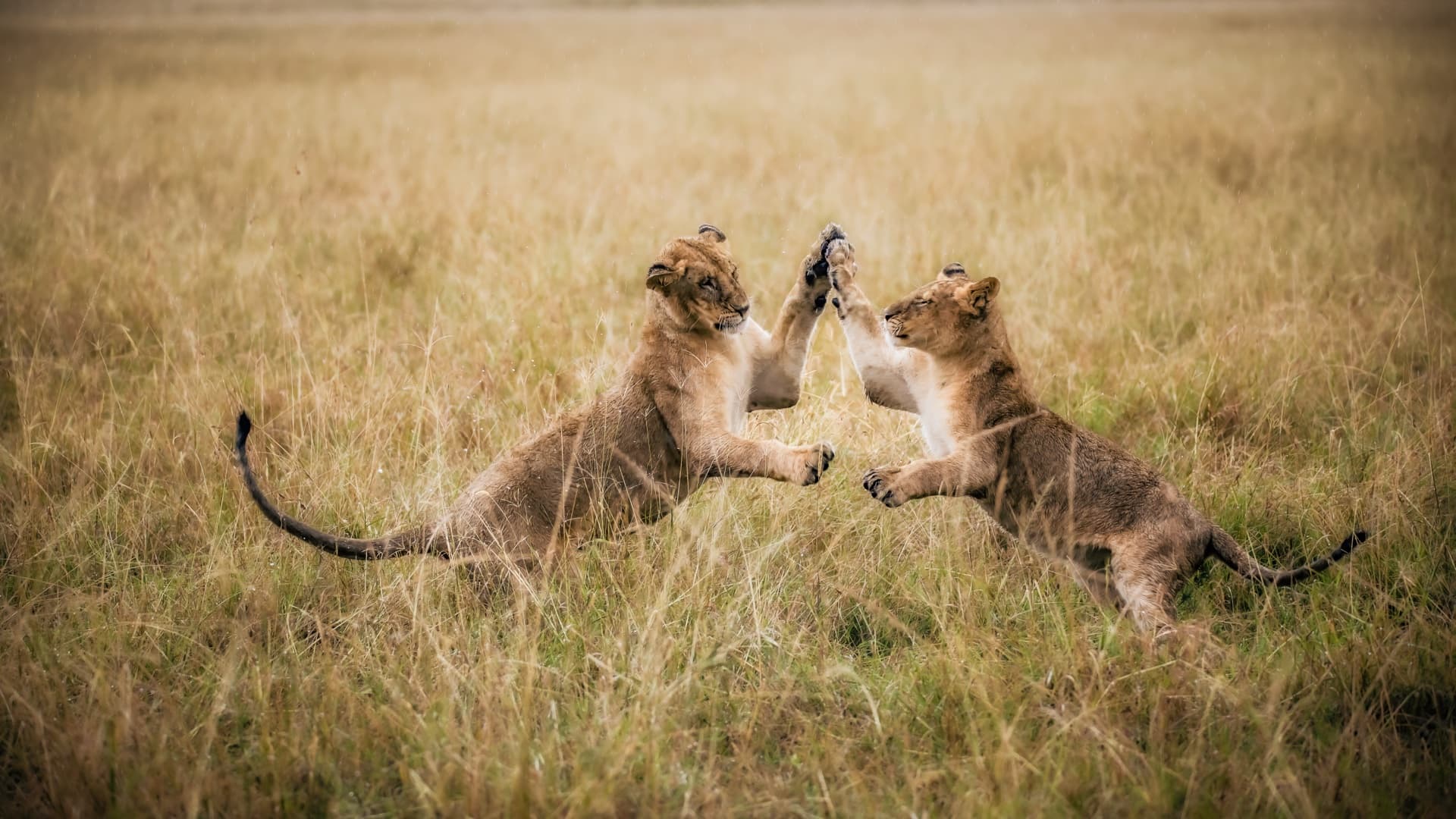 Kenya