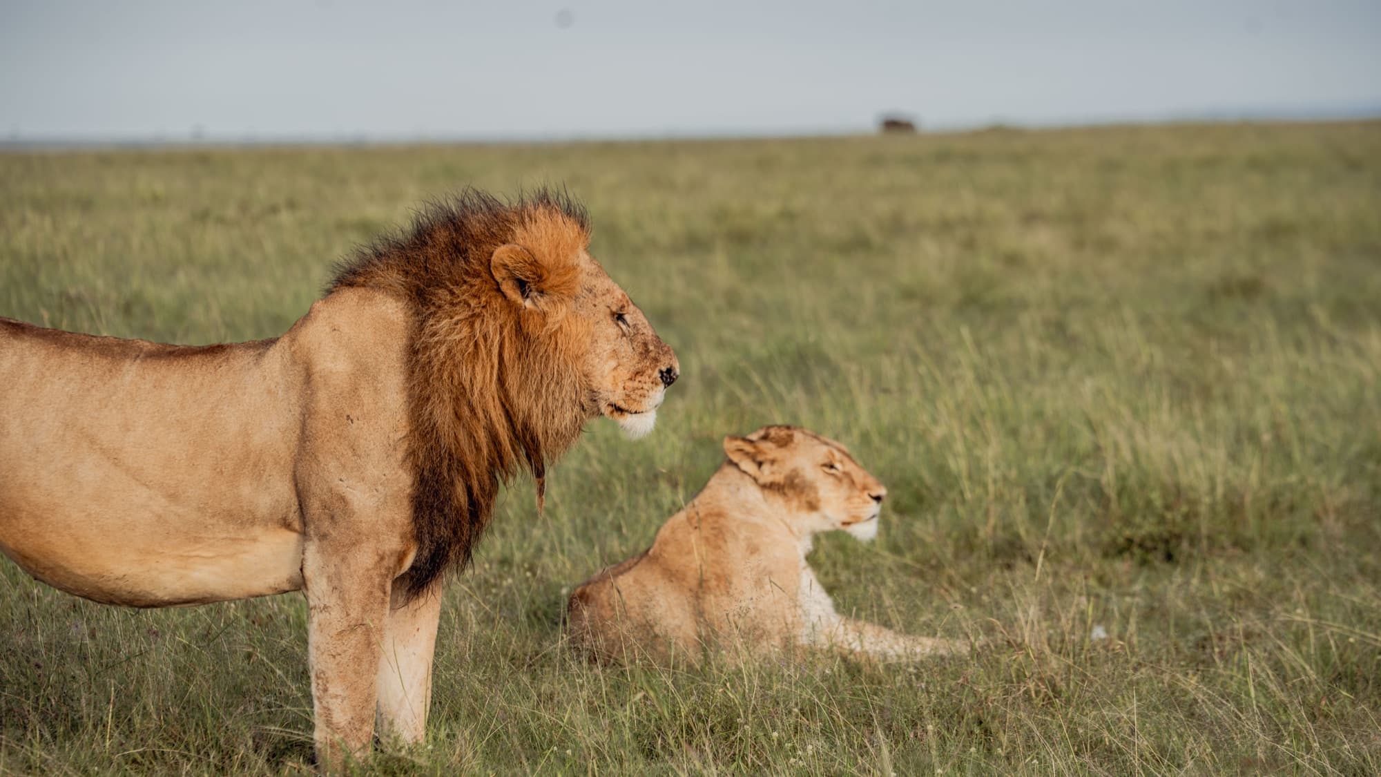 Kenya Signature Safari gallery image 5