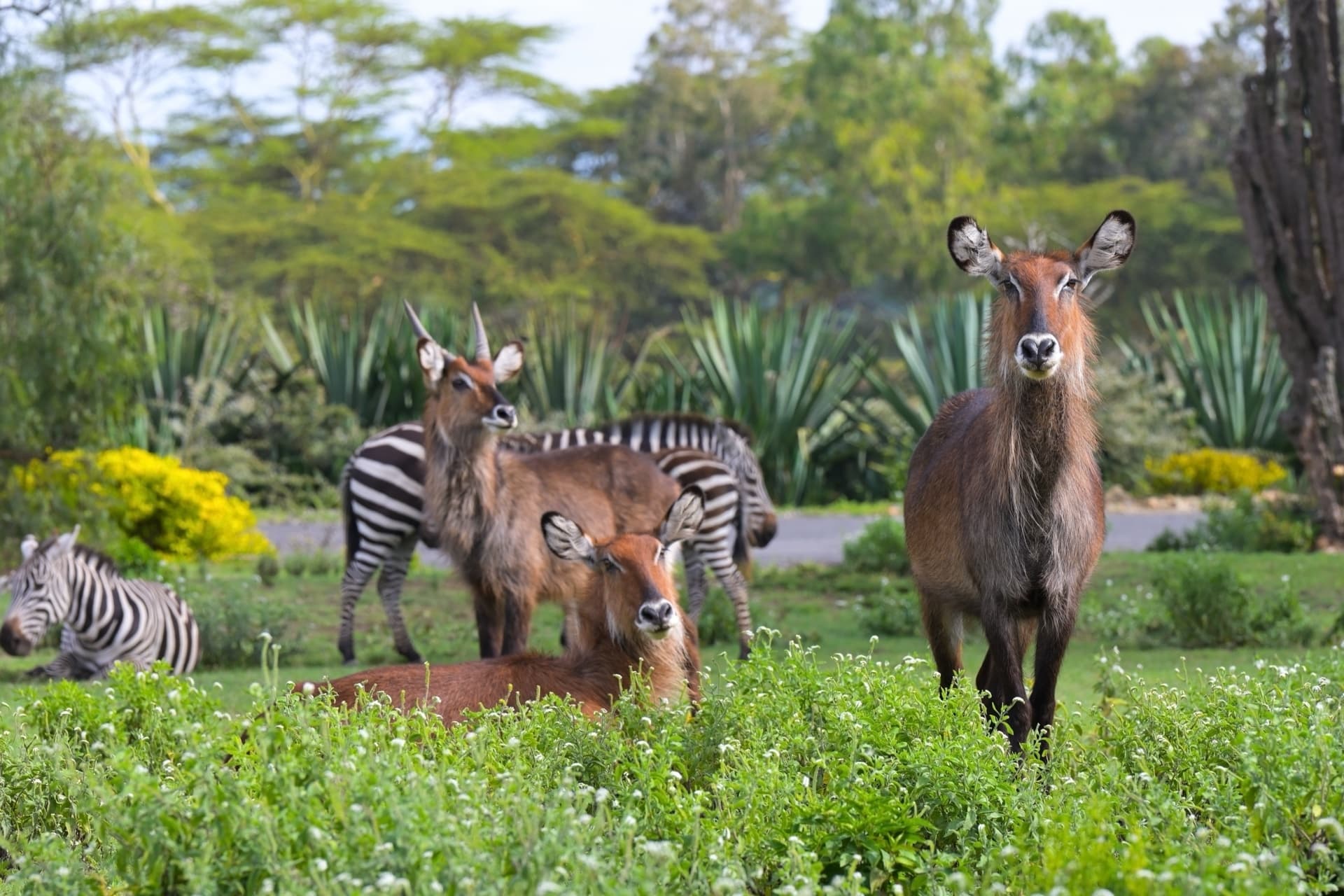 Rift Valley Lakes