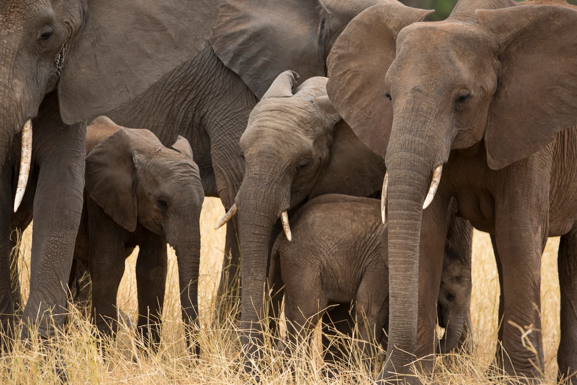 3. Tarangire National Park