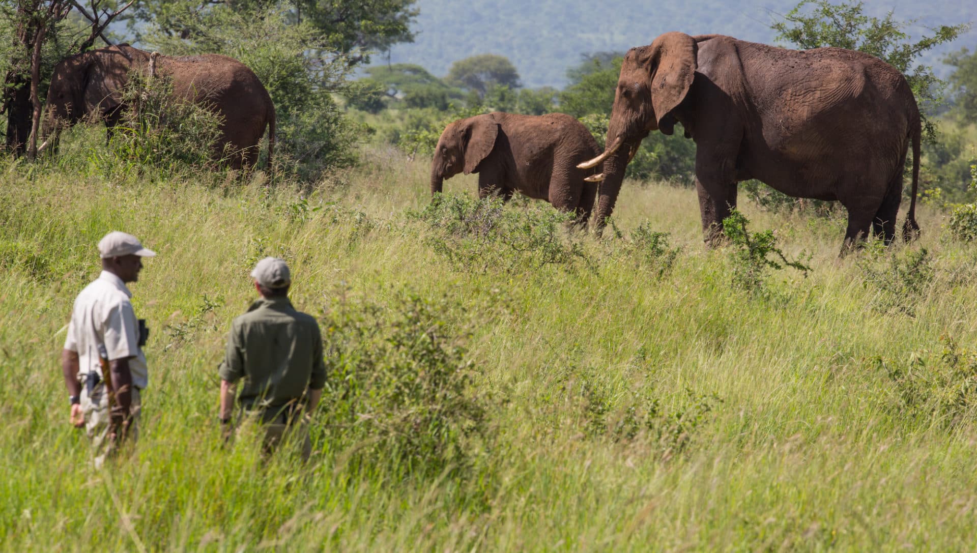 What Is a Walking Safari?