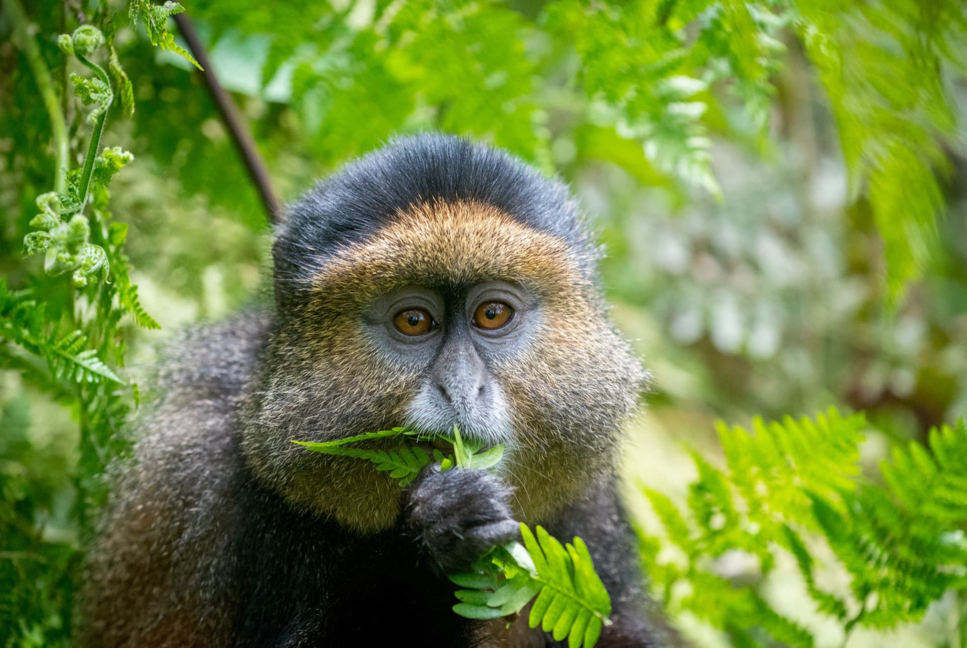 Rwanda Primates & Cultural Discovery gallery image 3