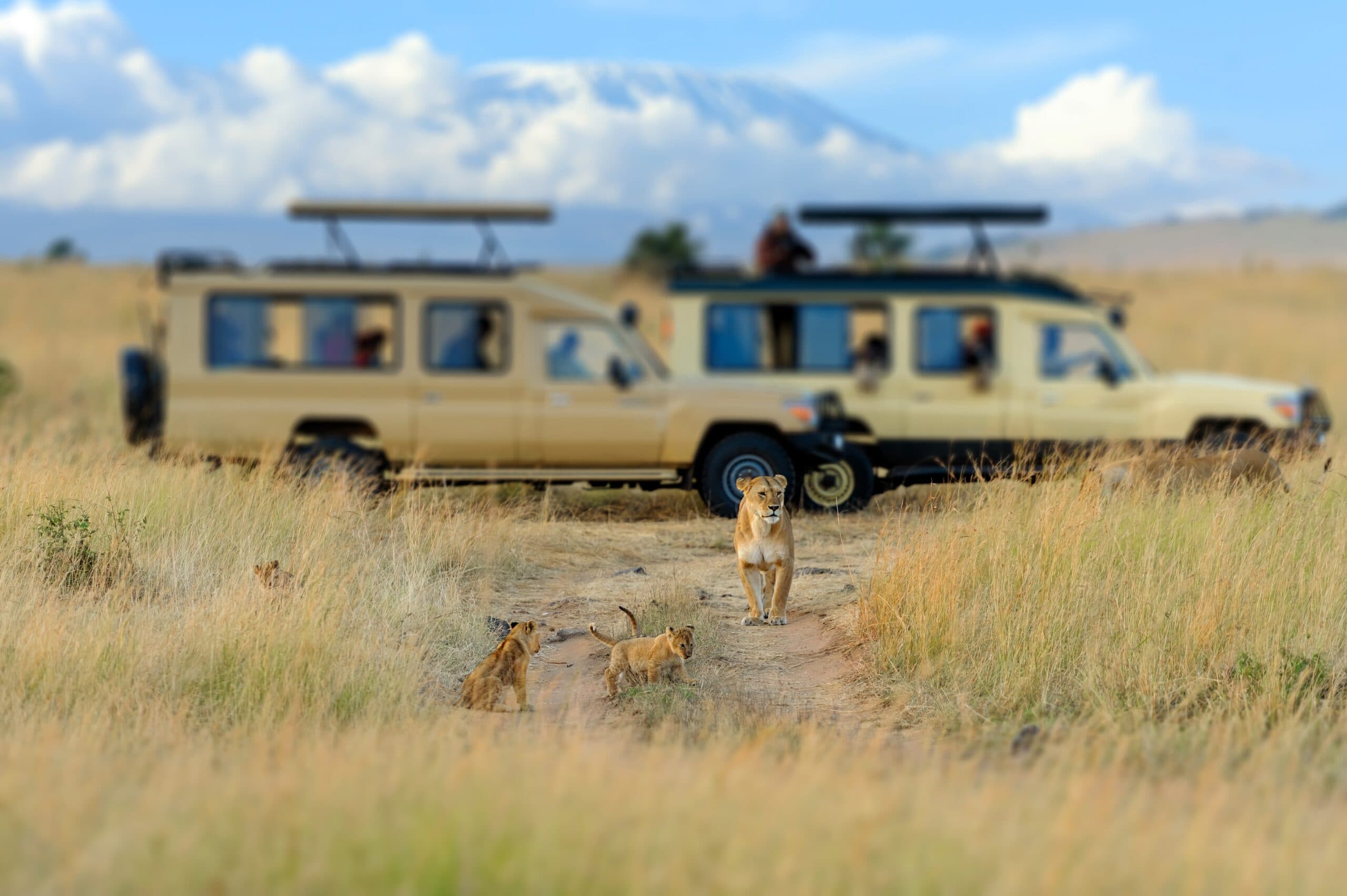 When Is the Best Time to Visit Kenya? A Month-by-Month Safari Guide